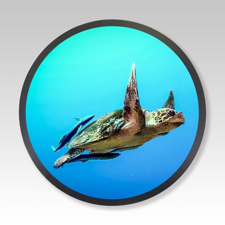 TREND Indoor Round Digital Display , Slim Black Bezel , Indoor Applications , Black , 23.6-inch Size , Ultra Slim Design, Integrated Media Player TREND Indoor Round Digital Display , Slim Black Bezel , Indoor Applications , Black , 23.6-inch Size , Ultra Slim Design, Integrated Media Player